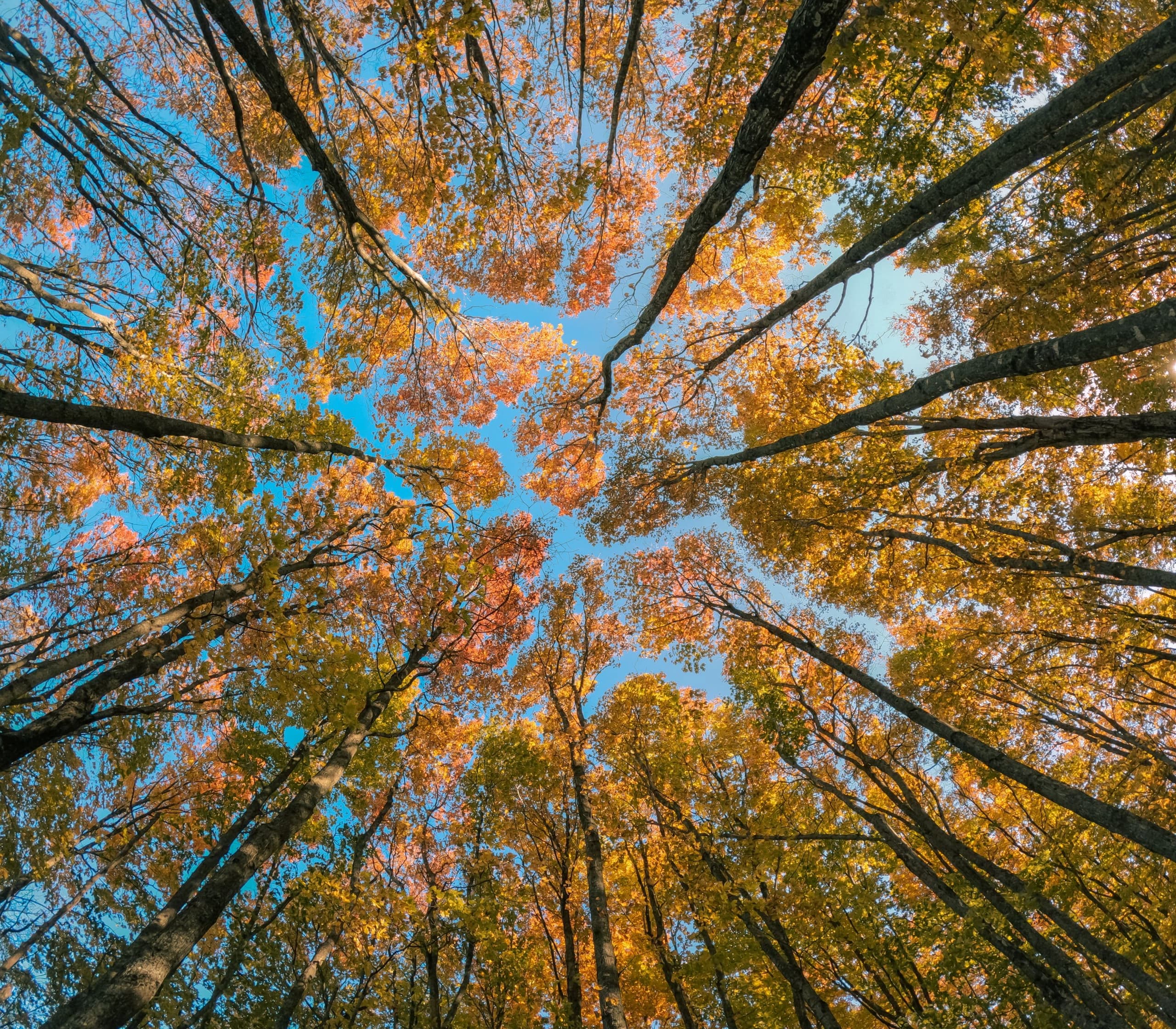 Refinement — natural color